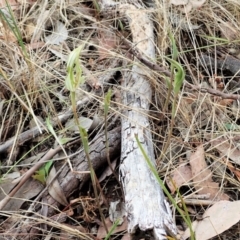 Diplodium ampliatum at Cook, ACT - suppressed