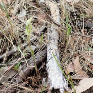 Diplodium ampliatum at Cook, ACT - suppressed