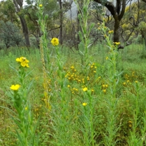 Madia sativa at Booth, ACT - 4 Feb 2022