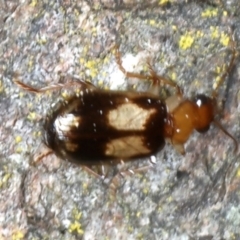 Trigonothops sp. (genus) at Bango, NSW - 3 Feb 2022