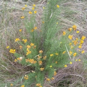 Chrysocephalum semipapposum at Jerrabomberra, ACT - 2 Feb 2022