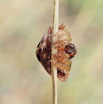 Dolophones sp. (genus) (Wrap-around spider) at Aranda Bushland - 1 Feb 2022 by CathB