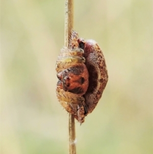 Dolophones sp. (genus) at Cook, ACT - 2 Feb 2022