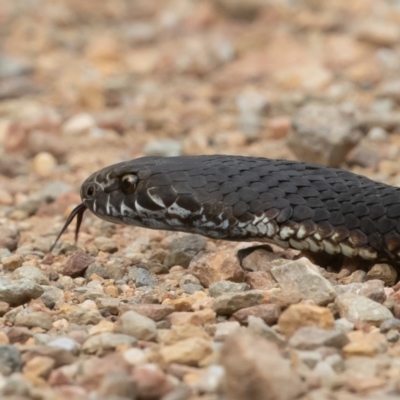 Austrelaps ramsayi (Highlands Copperhead) at Brindabella, NSW - 3 Feb 2022 by rawshorty