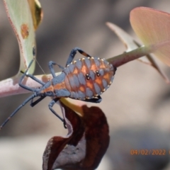 Amorbus sp. (genus) (Eucalyptus Tip bug) at Paddys River, ACT - 3 Feb 2022 by Ozflyfisher