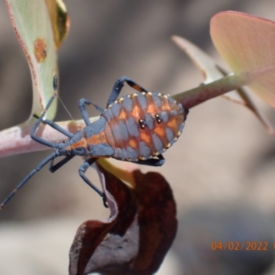 Amorbus (genus) (Eucalyptus Tip bug) at Paddys River, ACT - 4 Feb 2022 by FeralGhostbat