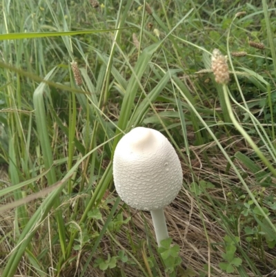 Macrolepiota dolichaula (Macrolepiota dolichaula) at National Arboretum Forests - 4 Feb 2022 by Margo