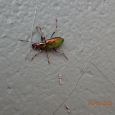 Lepturidea viridis (Green comb-clawed beetle) at Paddys River, ACT - 4 Feb 2022 by FeralGhostbat