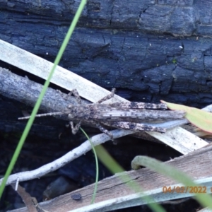 Coryphistes ruricola at Paddys River, ACT - 4 Feb 2022