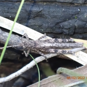 Coryphistes ruricola at Paddys River, ACT - 4 Feb 2022