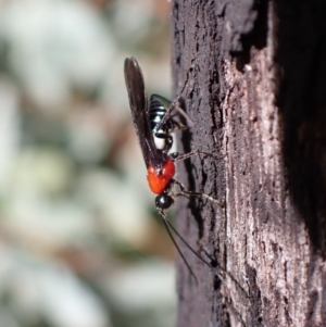 Pycnobraconoides sp. (genus) at Paddys River, ACT - 4 Feb 2022