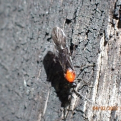 Pycnobraconoides sp. (genus) at Paddys River, ACT - 4 Feb 2022