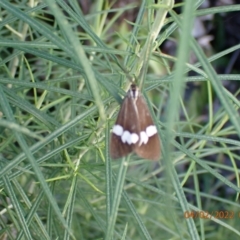 Nyctemera amicus (Senecio Moth, Magpie Moth, Cineraria Moth) at Paddys River, ACT - 4 Feb 2022 by FeralGhostbat