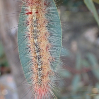 Anthela canescens (Anthelid moth) at Paddys River, ACT - 3 Feb 2022 by Ozflyfisher