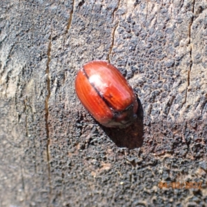 Paropsisterna rufobrunnea at Paddys River, ACT - 4 Feb 2022