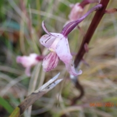 Dipodium roseum (Rosy Hyacinth Orchid) at Paddys River, ACT - 4 Feb 2022 by Ozflyfisher