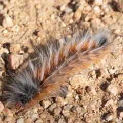 Anthela varia (Hairy Mary) at Coree, ACT - 3 Feb 2022 by rawshorty