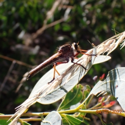 Colepia rufiventris (Robber fly) at Paddys River, ACT - 4 Feb 2022 by FeralGhostbat