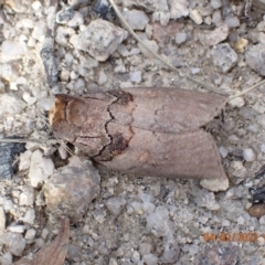 Discophlebia lucasii (Lucas' Snub Moth) at Paddys River, ACT - 3 Feb 2022 by Ozflyfisher