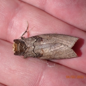 Discophlebia lucasii at Paddys River, ACT - 4 Feb 2022 09:19 AM