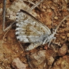 Lucia limbaria (Chequered Copper) at Coree, ACT - 4 Feb 2022 by JohnBundock