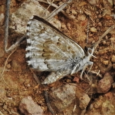 Lucia limbaria (Chequered Copper) at Coree, ACT - 4 Feb 2022 by JohnBundock