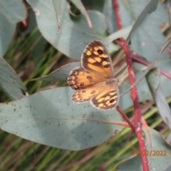 Geitoneura klugii at Paddys River, ACT - 4 Feb 2022