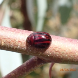 Paropsisterna stygia at Paddys River, ACT - 4 Feb 2022