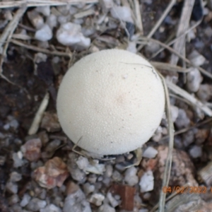 zz puffball at Paddys River, ACT - 4 Feb 2022