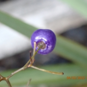 Dianella sp. at Paddys River, ACT - 4 Feb 2022 08:08 AM