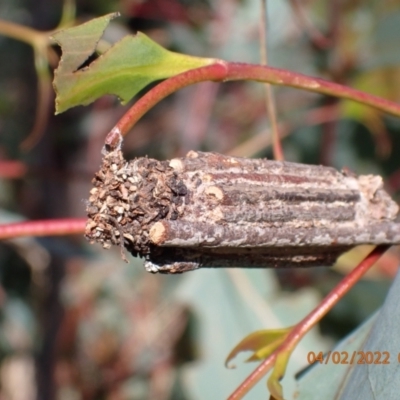 Clania lewinii (Lewin's case moth) at Paddys River, ACT - 3 Feb 2022 by Ozflyfisher