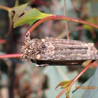 Clania lewinii & similar Casemoths (Parallel stick Case Moths) at Paddys River, ACT - 4 Feb 2022 by FeralGhostbat