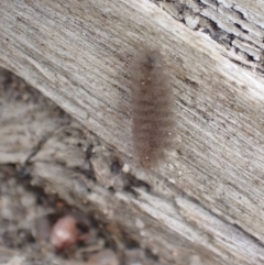 Asura (genus) (a Tiger moth) at Paddys River, ACT - 3 Feb 2022 by Bugologist