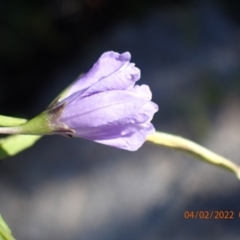 Thysanotus sp. at Paddys River, ACT - 3 Feb 2022 by Bugologist