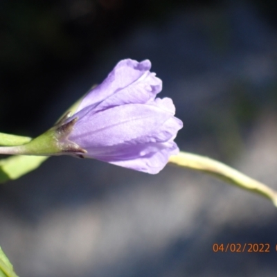 Thysanotus sp. at Paddys River, ACT - 4 Feb 2022 by FeralGhostbat