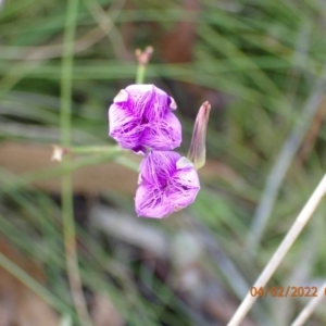 Thysanotus sp. at Paddys River, ACT - 4 Feb 2022 08:24 AM