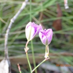 Thysanotus sp. at Paddys River, ACT - 4 Feb 2022