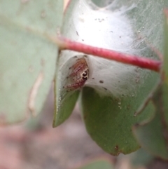 Opisthoncus sp. (genus) at Paddys River, ACT - 4 Feb 2022