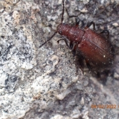 Ecnolagria grandis (Honeybrown beetle) at Paddys River, ACT - 3 Feb 2022 by Ozflyfisher