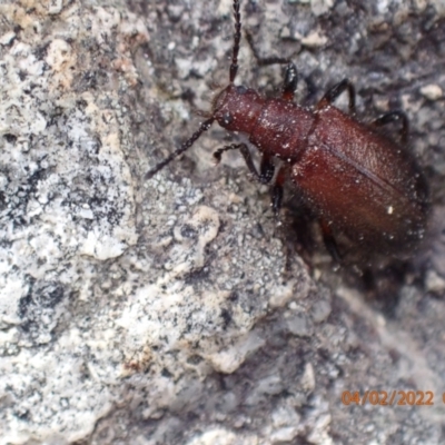 Ecnolagria grandis (Honeybrown beetle) at Paddys River, ACT - 4 Feb 2022 by FeralGhostbat
