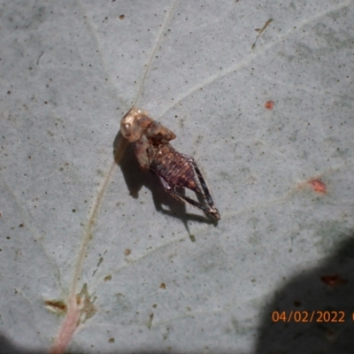 Cicadellidae (family) (Unidentified leafhopper) at Paddys River, ACT - 4 Feb 2022 by FeralGhostbat