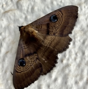 Dasypodia selenophora at Hughes, ACT - 3 Jan 2022