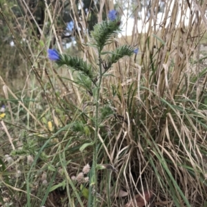 Echium vulgare at Chapman, ACT - 4 Feb 2022 12:15 PM