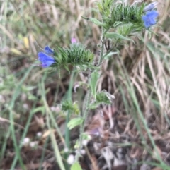 Echium vulgare at Chapman, ACT - 4 Feb 2022 12:15 PM