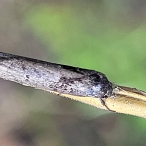 Oenochroa and Artiastis (genera) at Stromlo, ACT - 4 Feb 2022