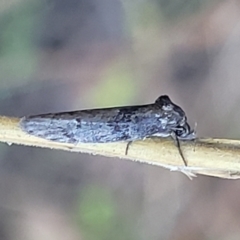 Oenochroa and Artiastis (genera) at Stromlo, ACT - 4 Feb 2022