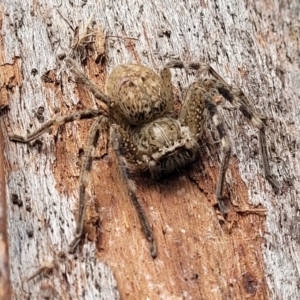 Neosparassus sp. (genus) at Stromlo, ACT - 4 Feb 2022 04:31 PM