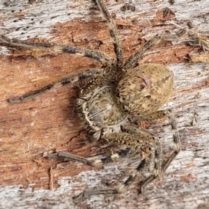 Neosparassus sp. (genus) at Stromlo, ACT - 4 Feb 2022 04:31 PM