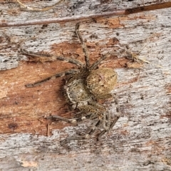 Neosparassus sp. (genus) at Stromlo, ACT - 4 Feb 2022