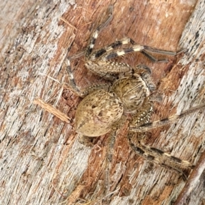 Neosparassus sp. (genus) at Stromlo, ACT - 4 Feb 2022 04:31 PM